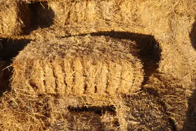straw bales for sale, View more