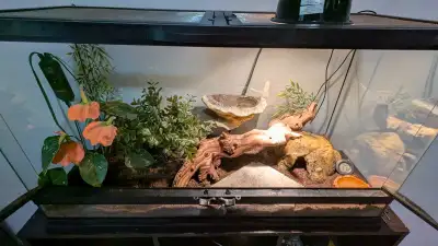 Hello, due to my living arrangements i meed to rehome my 5 year old female leopard gecko. She is a l...