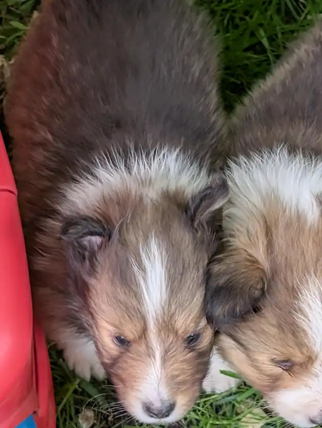 Sheltie puppies in Dogs & Puppies for Rehoming in Winnipeg - Image 8