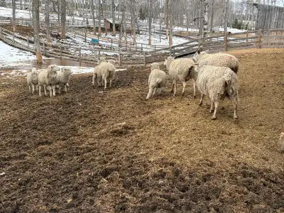 sheep cull ewes rams , View more