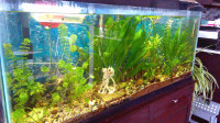 Fish Tank -Plants- Shrimp -Snails -Filter-Air Pump $270