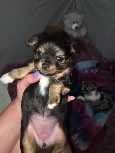 Chihuahua puppy, View more