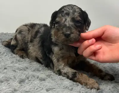 Mini Bernedoodle - Aussiedoodle - Goldendoodle - Toy Yaussiepoos, View more