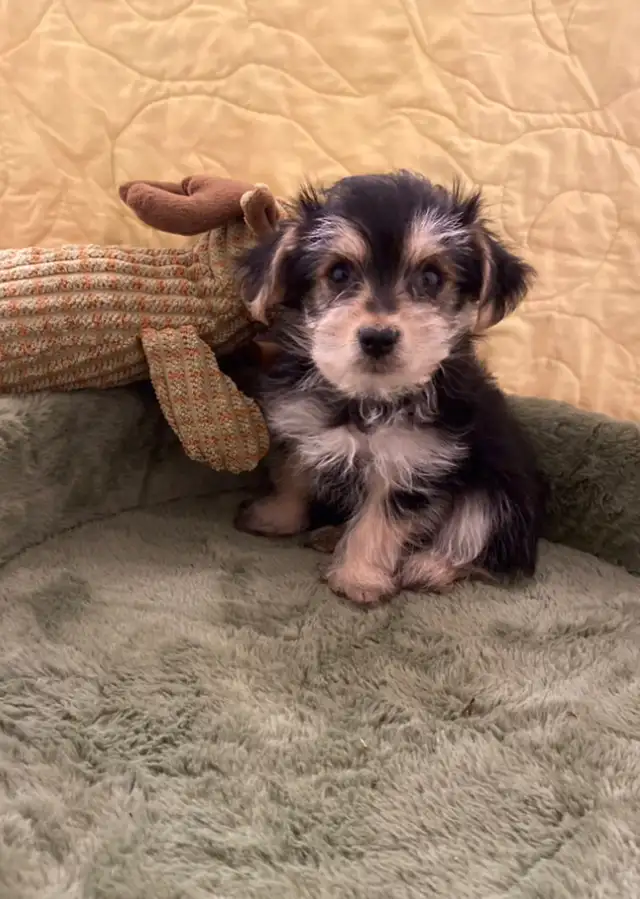 Adorable Morkies in Dogs & Puppies for Rehoming in Oakville / Halton Region - Image 3
