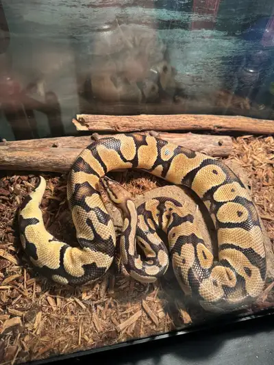 Pastel Het Clown Ball Python + Enclosure, View more