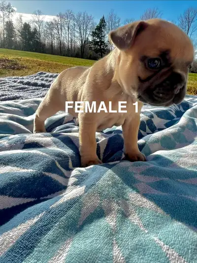 French Bulldog Puppies, View more