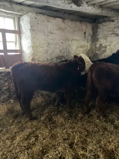 March born calf . Hereford mother Limo father Still intact On hay and pellets Vaccinated