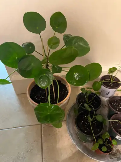 I'm selling Pilea peperomioides, commonly known as the Chinese Money Plant or Pancake Plant, known f...