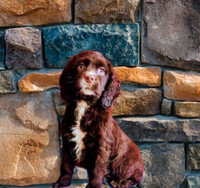 COCKER SPANIEL LOOKING FOR NEW HOME!!!!!