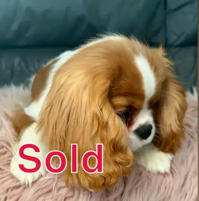 Mini Girl Cavalier King Charles Spaniel -European registered, View more