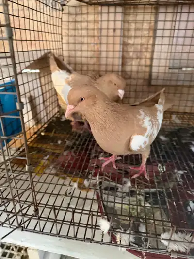 pigeons for sale , View more