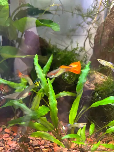 guppy fish males and females , View more
