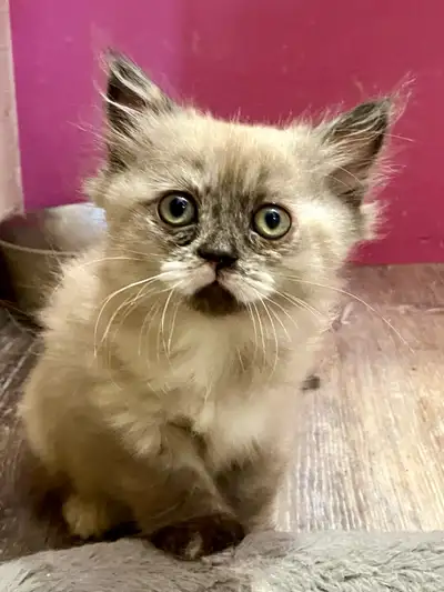 Himalayan Ragdoll kittens, View more