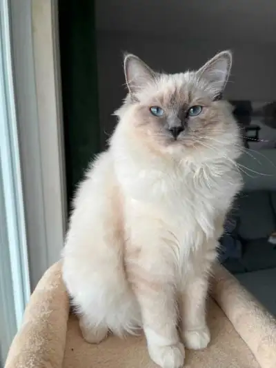 Looking for a loving home for my purebred Ragdoll cat. ✅ Breed: Ragdoll ✅ Color: Classic with striki...