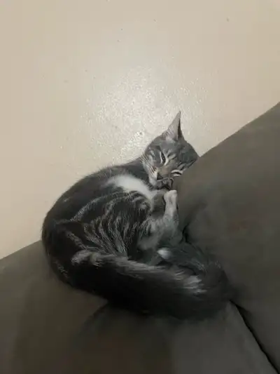 kittens looking for their forever home, View more