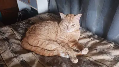 rehomeing orange male tabby, View more