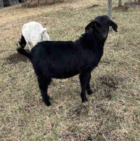 Boar cross baby goats 