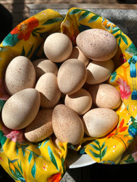 Heritage breed turkey hatching eggs