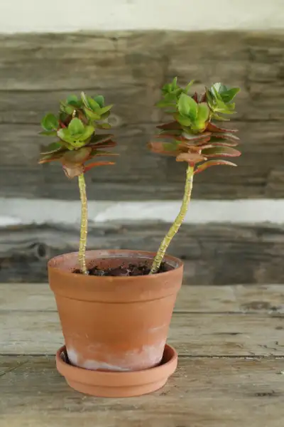 Succulent Plant, View more