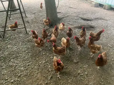 Red Sex Link hens -1 Year old, View more