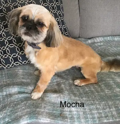 Shih Tzu girls, View more