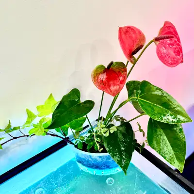 Live Anthurium Indoor Plant Arrangement – Premium Pot Setup, View more