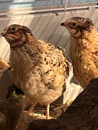 3 (almost 4 week old) Coturnix quail 