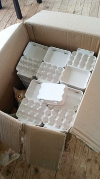 Quail egg cartons 