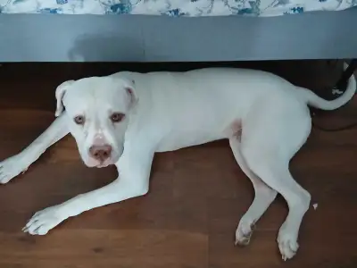 American bulldog for sale, View more