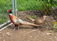 Ringneck Pheasants - Pair