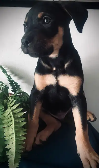 puppies for sale, View more