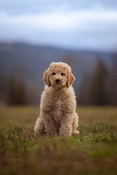F1B midsize Goldendoodle puppies, View more