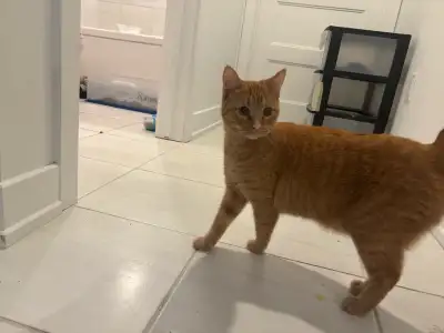 1 year old orange tabby, View more