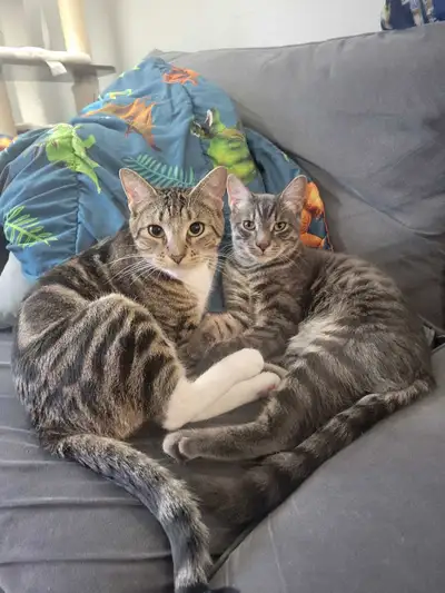 looking for the right homes , View more