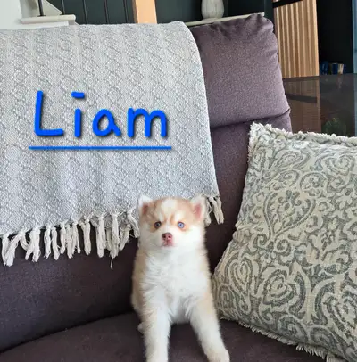 Un chiot de Canin VIP, c’est un chiot qui a reçu énormément d’amour et qui vous séduira, tant par so...