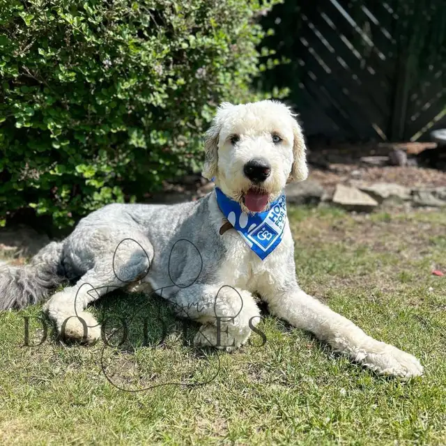 Last F1 Standard Sheepadoodle in Dogs & Puppies for Rehoming in City of Toronto - Image 5