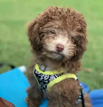 Fully trained toy poodle girly. She sleeps with no interruptions through the night in her crate so s...