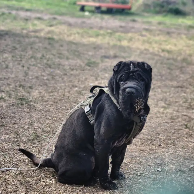 Sharpei cross pups looking for their forever home. in Dogs & Puppies for Rehoming in Edmonton - Image 5