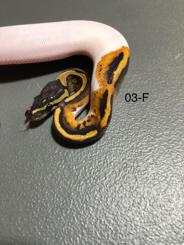 OBO- 03-F- Orange dream, Pied het, MJ Ax. in Reptiles & Amphibians for Rehoming in Kelowna - Image 2