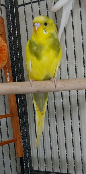 Birds For Rehoming in Belleville - Kijiji Canada