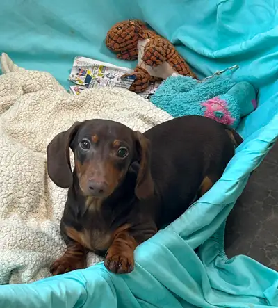 Mini Dachshund, View more