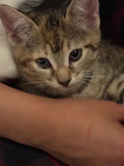 Kittens for sale, View more