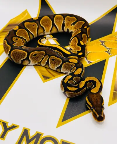 Available Ball Pythons Males: - [2025-05-04] Special DH Ultramel Pied 50% DH Hypo Clown (Pic 1) $200...