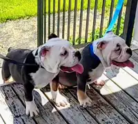 IOEBA REGISTERED English Bulldog pups