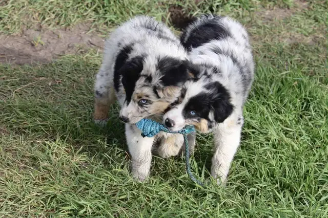 BEAUTIFUL AUSSIE PUPPIES----Ready to go now in Dogs & Puppies for Rehoming in City of Toronto - Image 4