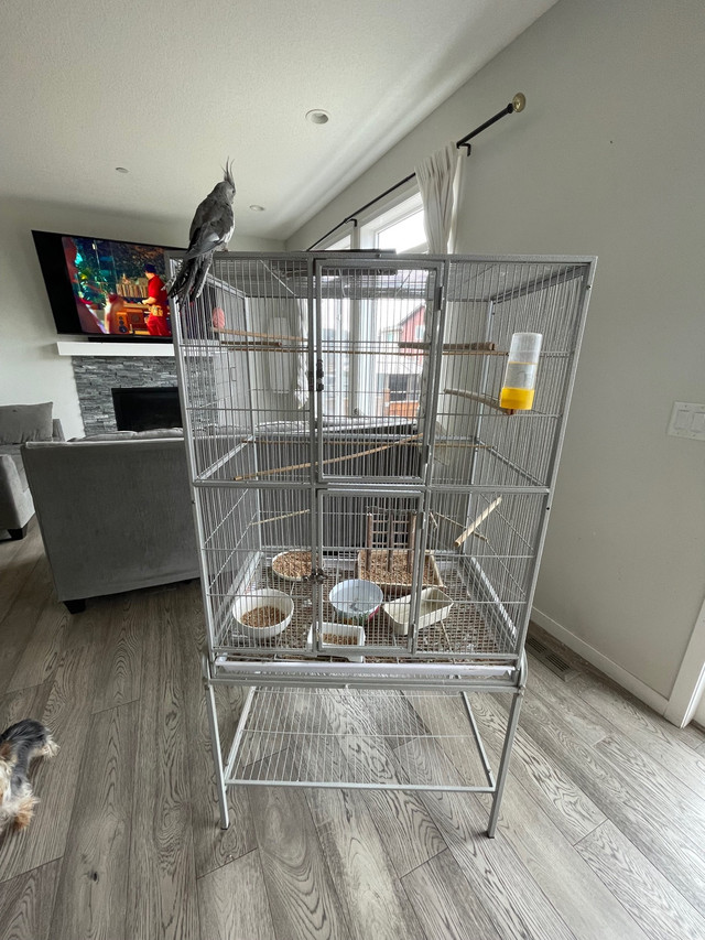 Large bird cage in Birds for Rehoming in Calgary - Image 2