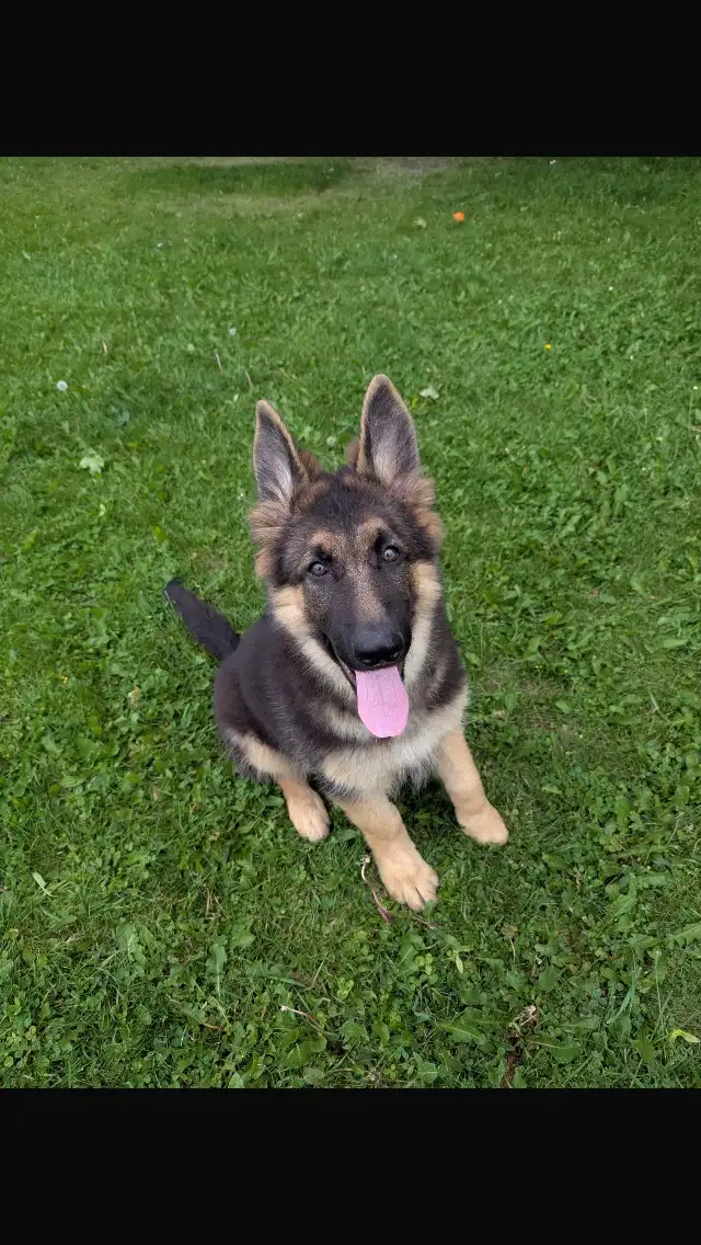 REDUCED FROM $2500  !!!!Pure Bred World Class GSD Puppies in Dogs & Puppies for Rehoming in City of Toronto - Image 9
