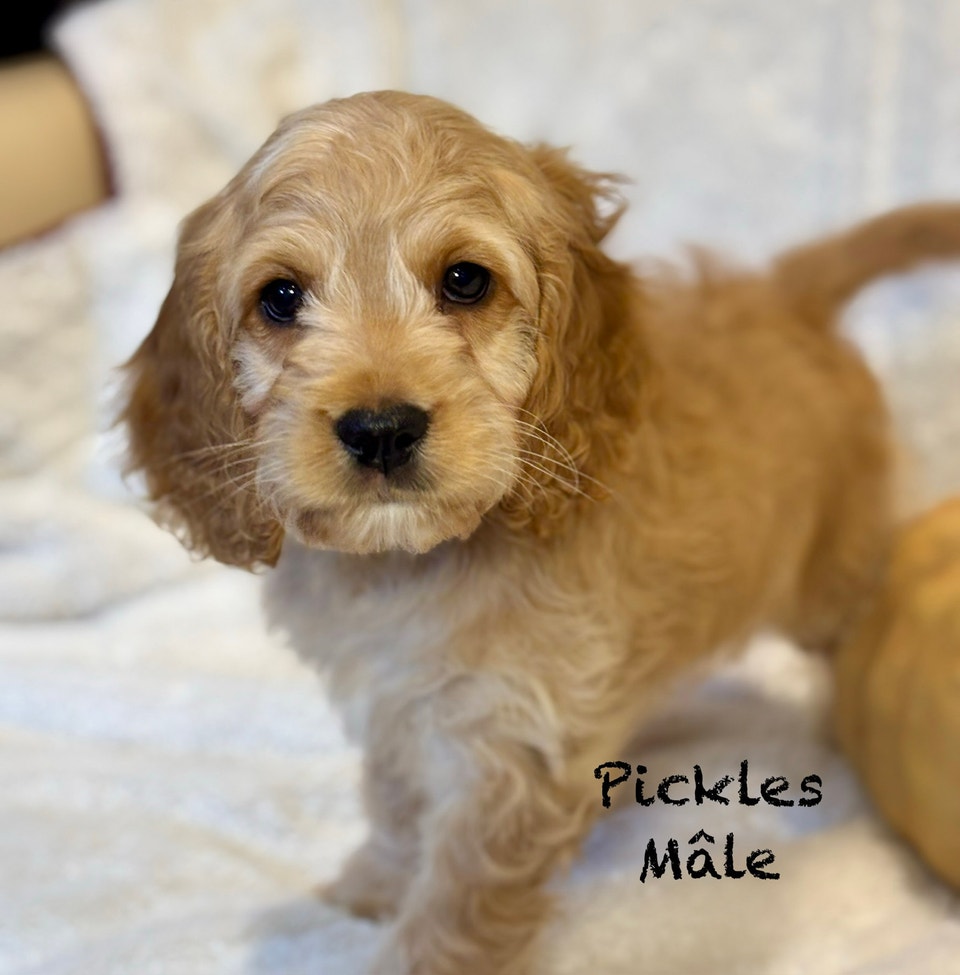 CHIOTS F1 MINI COCKAPOOS PUPPIES | Dogs & Puppies for Rehoming | Laval ...