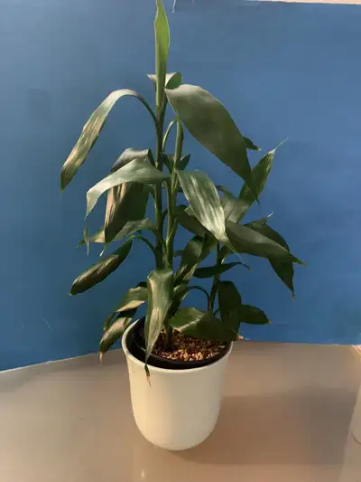 3 Lucky Bamboo  with beautiful inner & outer planter/Flower Pot, View more