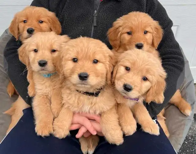 Golden retriever puppies in Dogs & Puppies for Rehoming in Longueuil / South Shore - Image 4